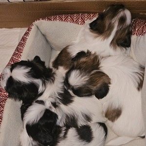 Meet your Posher, Ann